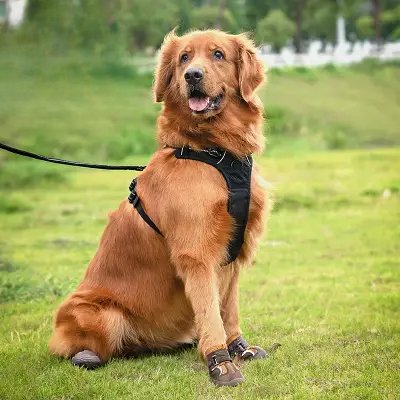 Botte pour chien - DogBoots™ - Marron - Trek Paws