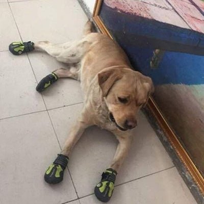 Chaussons pour chien - PetDogShoes™ - Jaune - Trek Paws