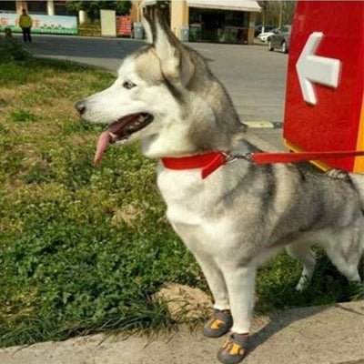 Chaussons pour chien - PetDogShoes™ - Orange - Trek Paws