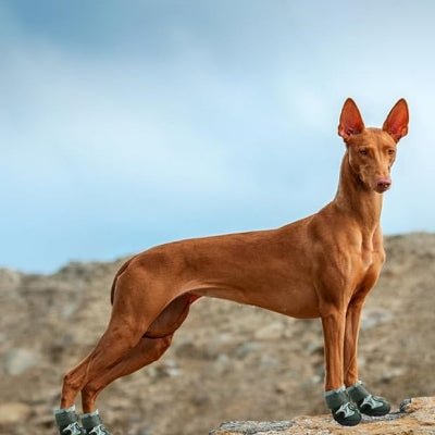 Botte pour chien - DogBoots™ - Vert - Trek Paws