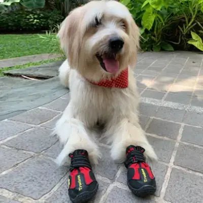 Chaussons pour chien - PetDogShoes™ - Rouge - Trek Paws