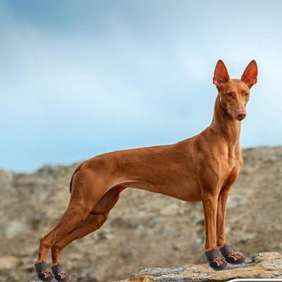 Botte pour chien - DogBoots™ - Marron - Trek Paws