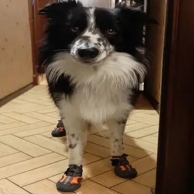 Chaussons pour chien - PetDogShoes™ - Orange - Trek Paws