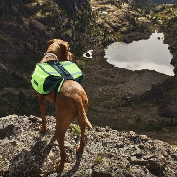 Sac de Voyage Chien - DogBackpack™ - Vert - Trek Paws