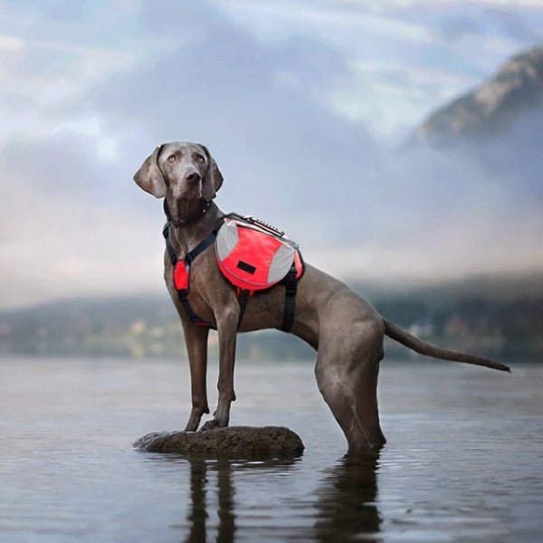 Sac de Voyage Chien - DogBackpack™ - Rouge - Trek Paws